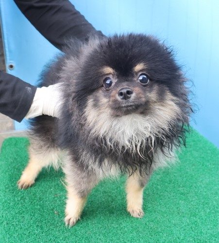 제주 동물보호센터_450650202403580